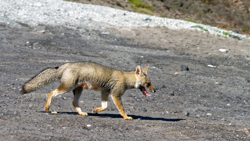 10 - Puerto Varas (22) - Renard gris.jpg